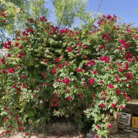 فروش باغ ۱۰۰۰متری با سندششدانگ ملکی روستای گرمه.|فروش خانه و ویلا|مشهد, دهشک|دیوار