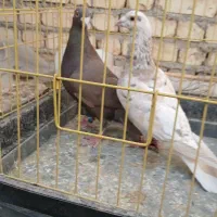 دوجفت سروردورگ.|پرنده|مبارکه, |دیوار