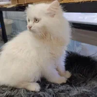 گربه پرشین سفید