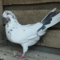 ۲عدد کبوتر پرشی