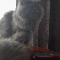 گربه پرشین بلو و تری کالر|گربه|تهران, خواجه نظام الملک|دیوار