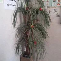 درخت مصنوعی