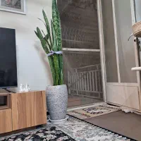 گل سانسوریا