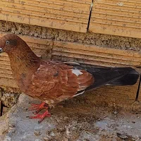 کبوتر کله ای