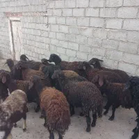 ۲۰عددبره درج یک...|حیوانات مزرعه|بوکان, |دیوار