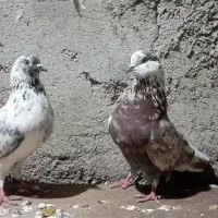 کبوتر ب شرط