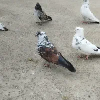 کبوتر تکپر پرشی قدیم