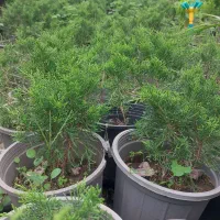 فروش گل یوکا و رونده کرپ و ...