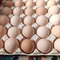 تخم|حیوانات مزرعه|خاش, |دیوار