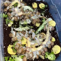 حلزون اچیتا