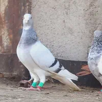 کفتر قره شامی دم سفید و  مینا دمسفید