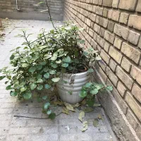 تعدادی گل حیاط و راه پله همه ۵۰۰ تومان|گل و گیاه طبیعی|تهران, خواجه نصیر طوسی|دیوار