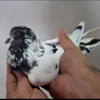 کبوتر غریب کله آبی|پرنده|بندر انزلی, کارآموزی|دیوار