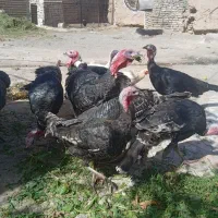 بقلمون|حیوانات مزرعه|تربت جام, پاسداران|دیوار