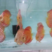 دیسکس سایز ۳.۵و۴.۵|ماهی|تهران, شهرک خرازی|دیوار