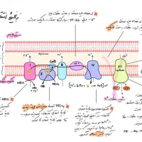 تدریس تخصصی زیست توسط دکتر شاهینی|خدمات آموزشی|تهران,  امام زاده قاسم (نیاوران)|دیوار