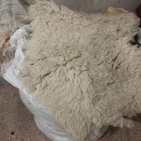 پوست‌گوسفند‌خشک‌وکوسن