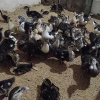 جوجه اردک سالم وسرحال وخوشخوراک