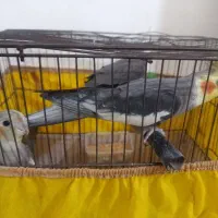 عروس هلندی فروشی سخنگو