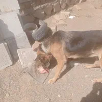 سگ ژرمن|سگ|سبزوار, توحیدشهر|دیوار