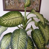 گل دیفن باخیا|گل و گیاه طبیعی|گلبهار, شهر جدید گلبهار|دیوار