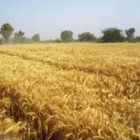 فروش زمین گهمال بالاتر از حاجی آباد|فروش دفتر صنعتی، کشاورزی، تجاری|لردگان, |دیوار