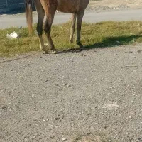 سلام اسب کره است