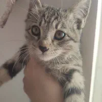 بچه گربه|گربه|نیشابور, گنبد سبز|دیوار