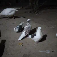 کبوتر|پرنده|فارسان, |دیوار