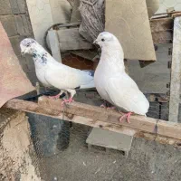 کبوتر پرشی|پرنده|میناب, |دیوار