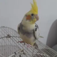 عروس هلندی دستی