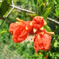 باغ چاردیواری بابرق و چاه شخصی|فروش دفتر صنعتی، کشاورزی، تجاری|بناب, |دیوار