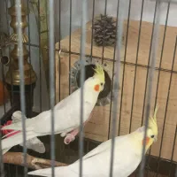 عروس هلندی لوتینو