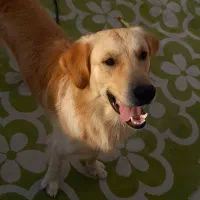 سگ گلدن رتریور نر|سگ|بوشهر, |دیوار