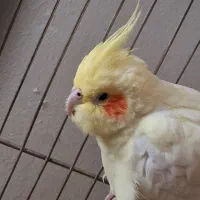 عروس هلندی|پرنده|پرند, فاز ۵|دیوار