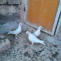 جوجه حندقی و گرفتنی