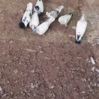 کفتر|پرنده|ساروق, |دیوار