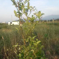 باغ|فروش زمین و ملک کلنگی|سرخنکلاته, |دیوار