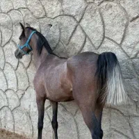 اسب دم گیر و شجره دار