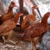 تعدادی نیمچه ۷ ماهه گردن لخت و لاری|حیوانات مزرعه|محمدشهر, محمدشهر|دیوار