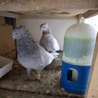 کبوتر جفتی سینه|پرنده|شیراز, ریاستی|دیوار
