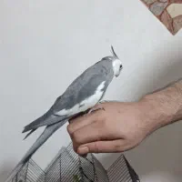 یک جفت طوطی عروس هلندی سرحال