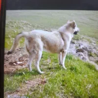 سگ پژدر گمشده