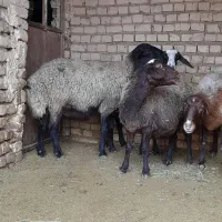 ۴راس میشه شیشک آبستن سنگین سالم و سرحال|حیوانات مزرعه|اسفرورین, |دیوار