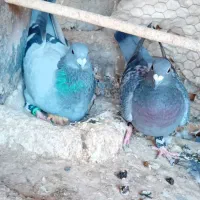 یک جفت نروماده