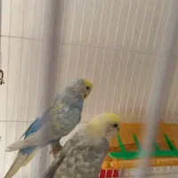 مرغ عشق رینبو ضمانت تخم و جوجه