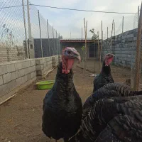 بوقلمون نر محلی|حیوانات مزرعه|سرخرود, |دیوار