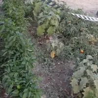 باغ میوه در دستجرد علیا بالاتر از امامزاده اباذر|فروش زمین و ملک کلنگی|قزوین, |دیوار