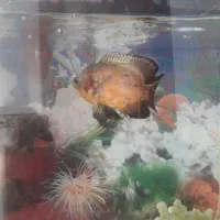 ماهی اسکار|ماهی|صحنه, |دیوار