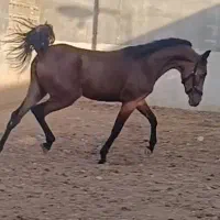 کره مادیون خالص ایرانی